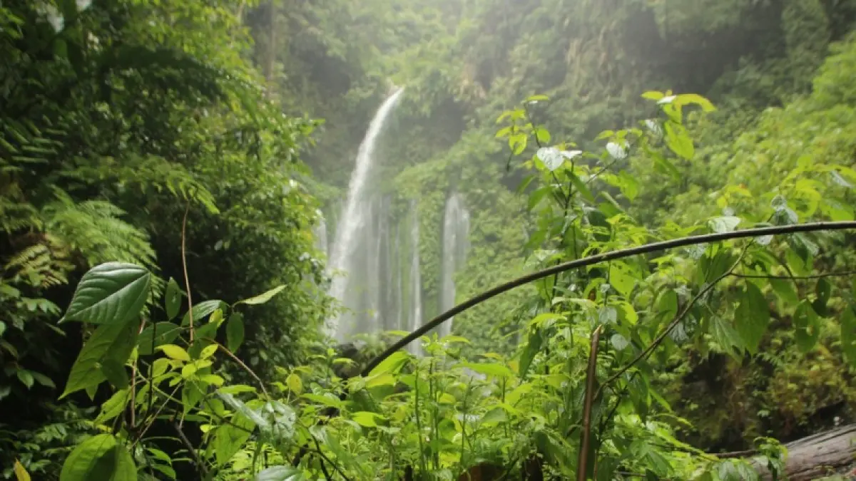 Ilustrasi hutan hujan tropis. (Foto: Magnific)