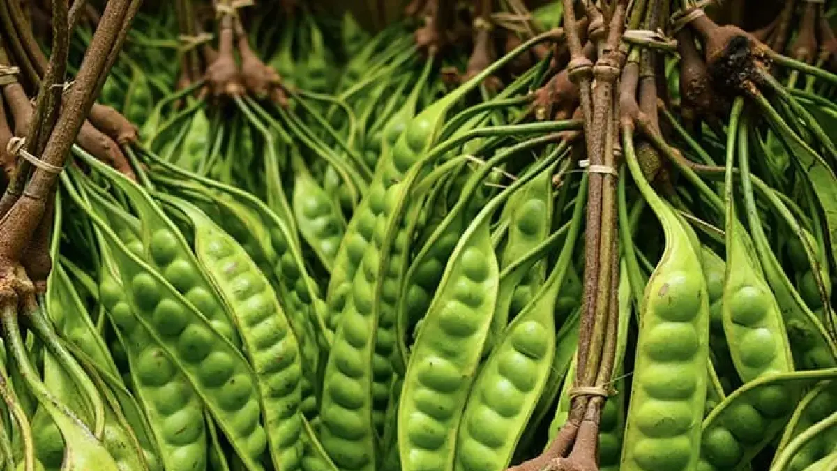 Petai