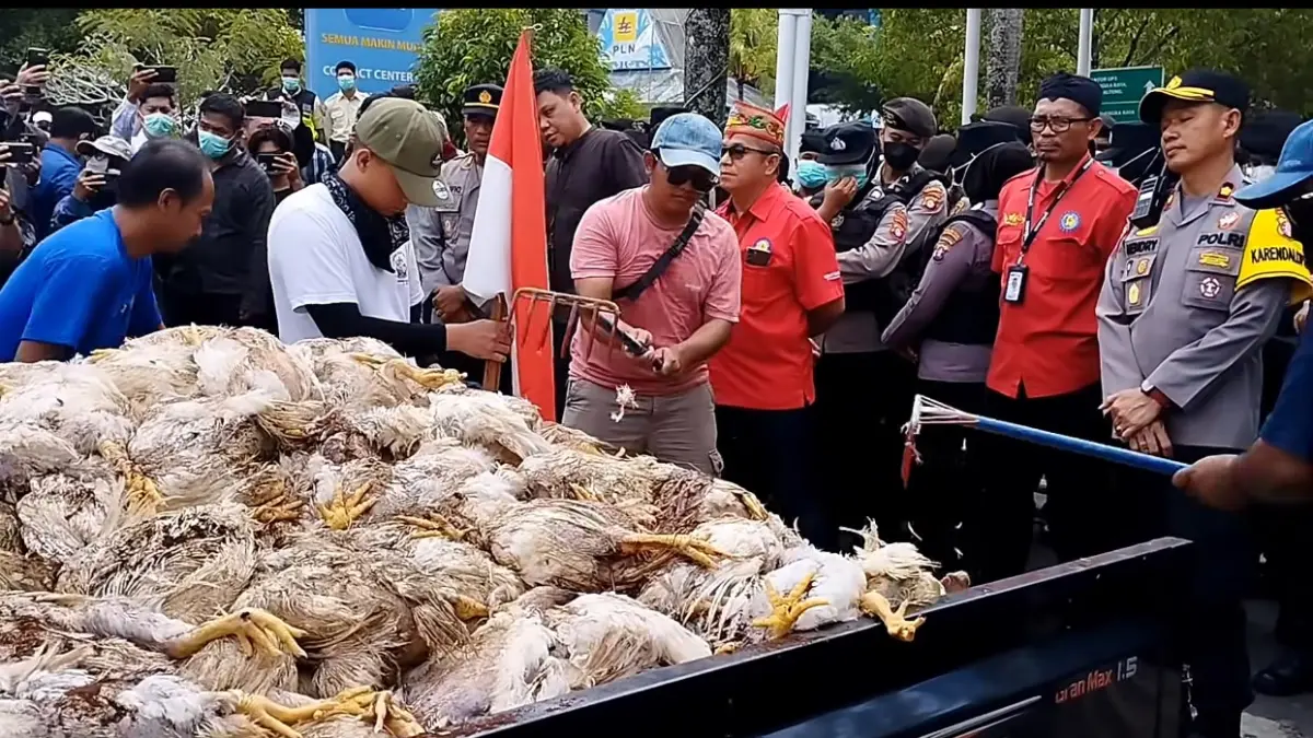 Peternak menaruh bangkai ayam mati karena listrik padam di Kantor PLN Palangkaraya. 