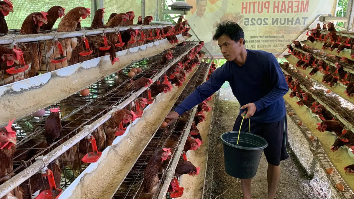 PANEN: Salah satu peternak asal Kalurahan Banyuroto mengambil telur dari kandang. (ANOM BAGASKORO/RADAR JOGJA) 
