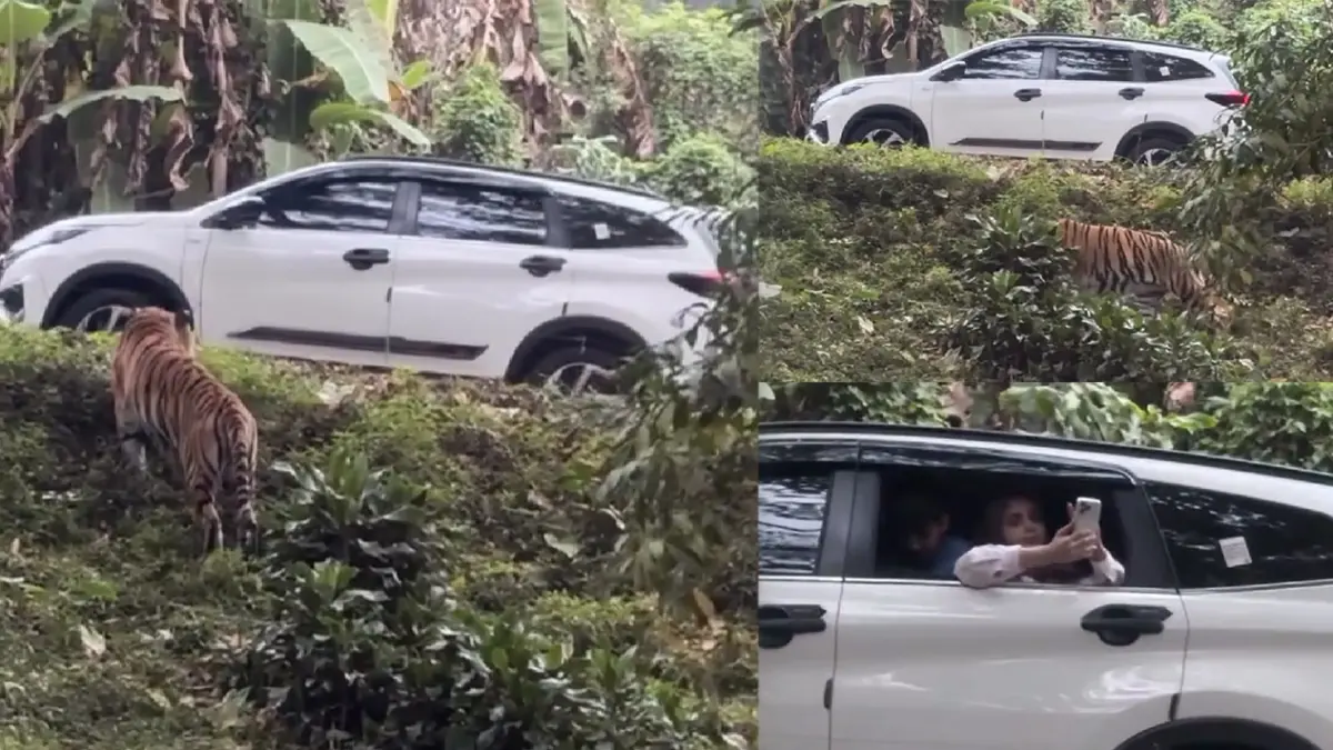 Detik-detik harimau Taman Safari mendekati mobil pengunjung yang sebelumnya tampak memotret dengan membuka jendela mobil. (Threads @cahyaniis)