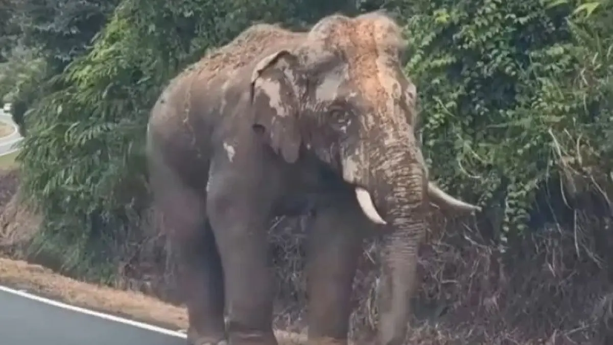 Gajah bernama Sulong tempuh perjalanan 100 km demi kembali ke asalnya. (X/@VIVAcoid)
