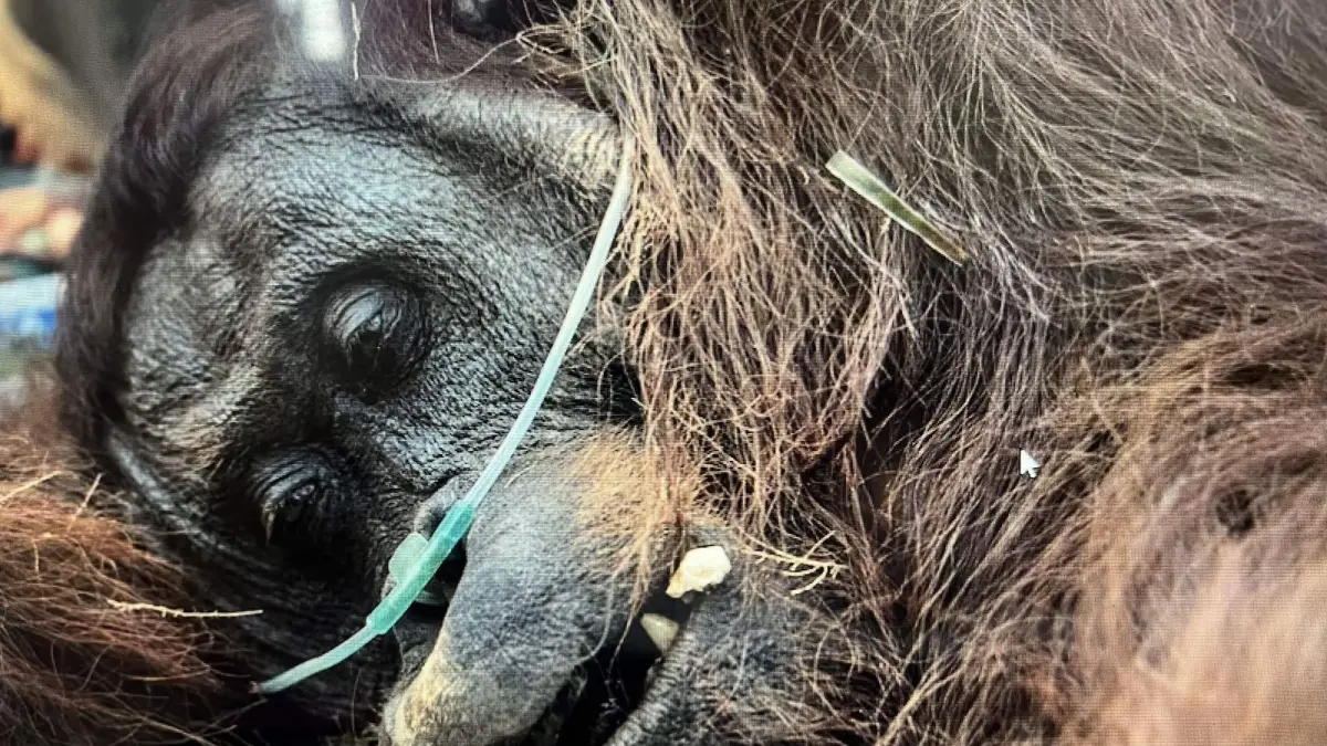 Orangutan Jantan Ditemukan Lemah di Tengah Karhutla Ketapang, Sempurna Akhirnya Mati