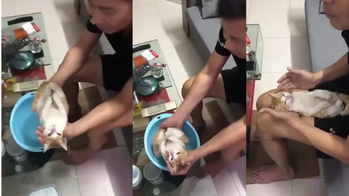 Calon kakek ini menjadikan kucing sebagai boneka peraga untuk mengajari putrinya cara memandikan bayi. (foto: kolase berbagai sumber)