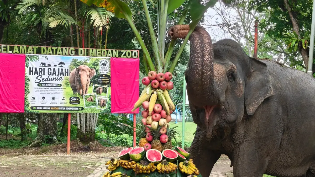 Siti, gajah Sumatra penghuni Medan Zoo, saat merayakan ulang tahun ke-63 dengan sajian tumpeng buah. Sumber foto : https://vt.tiktok.com/ZSqVGjR1Q/
