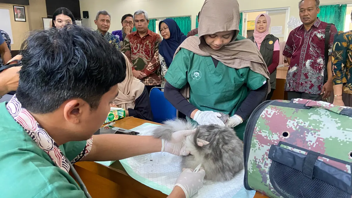 DIY Bebas Rabies tapi Pencegahan Perlu Dilakukan, DPKP Vaksinasi 100 Kucing