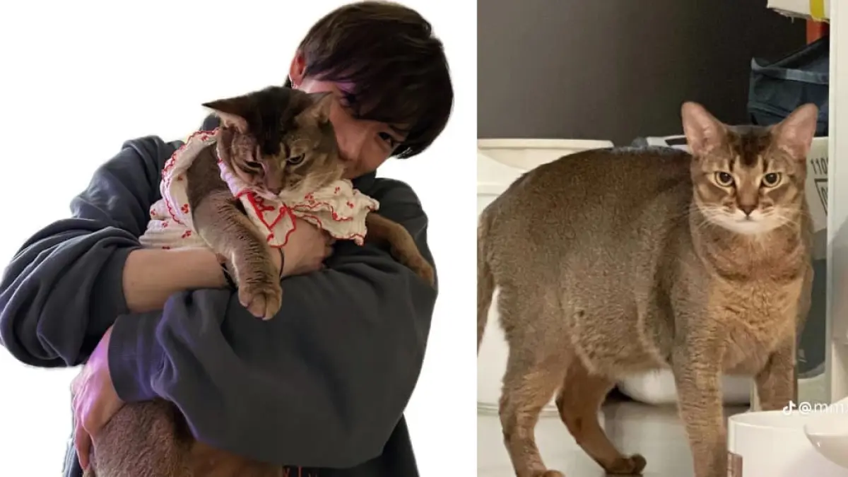 Ten dan Leon kucing peliharaannya (foto: kolase berbagai sumber)