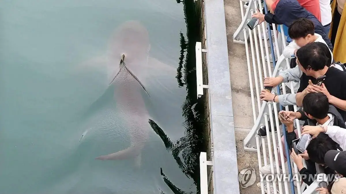 Hiu 3,5 meter nyasar ke kanal kota di Korea Selatan (Yonhap)