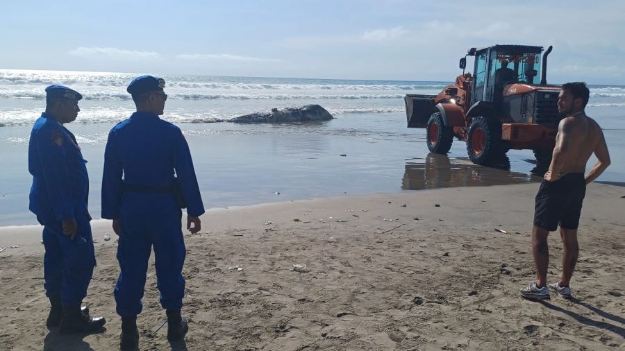 MATI DI LAUT: Bangkai ikan paus sperma terdampar di Pantai Legian, Bali dalam kondisi membusuk, Kamis (7/12).
