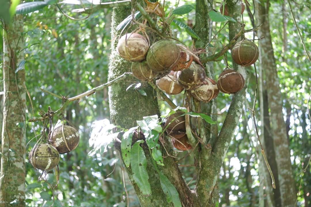 Ari-Ari megantung di Desa Adat Bayung Gede, Kecamatan Kintamani, Bangli