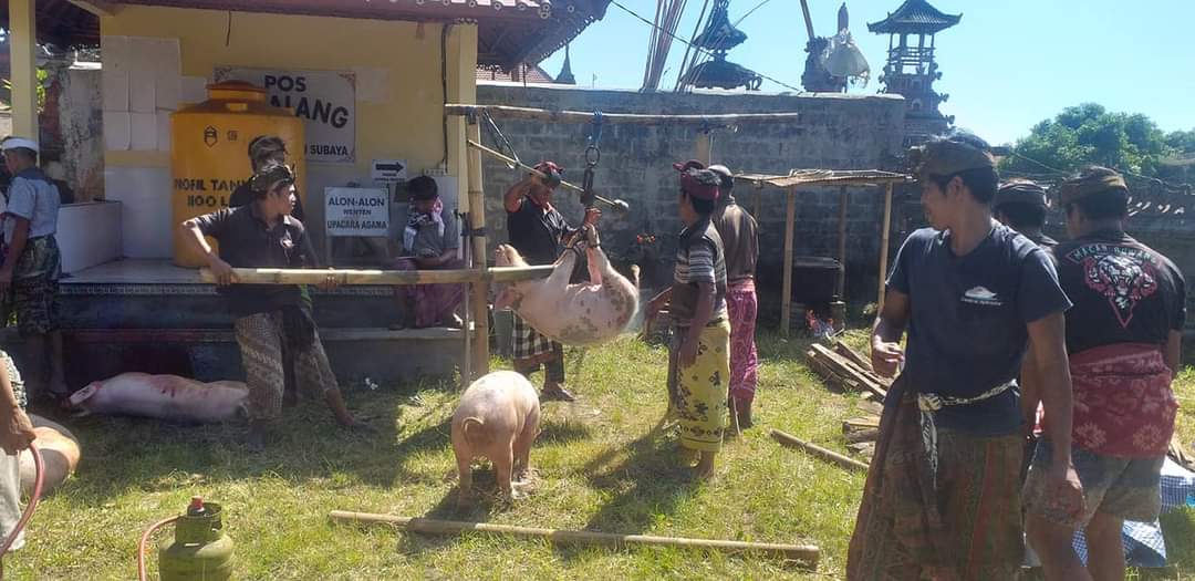 Proses memotong babi di Desa Adat Subaya, Kintamani serangkaian Naur Kelaci