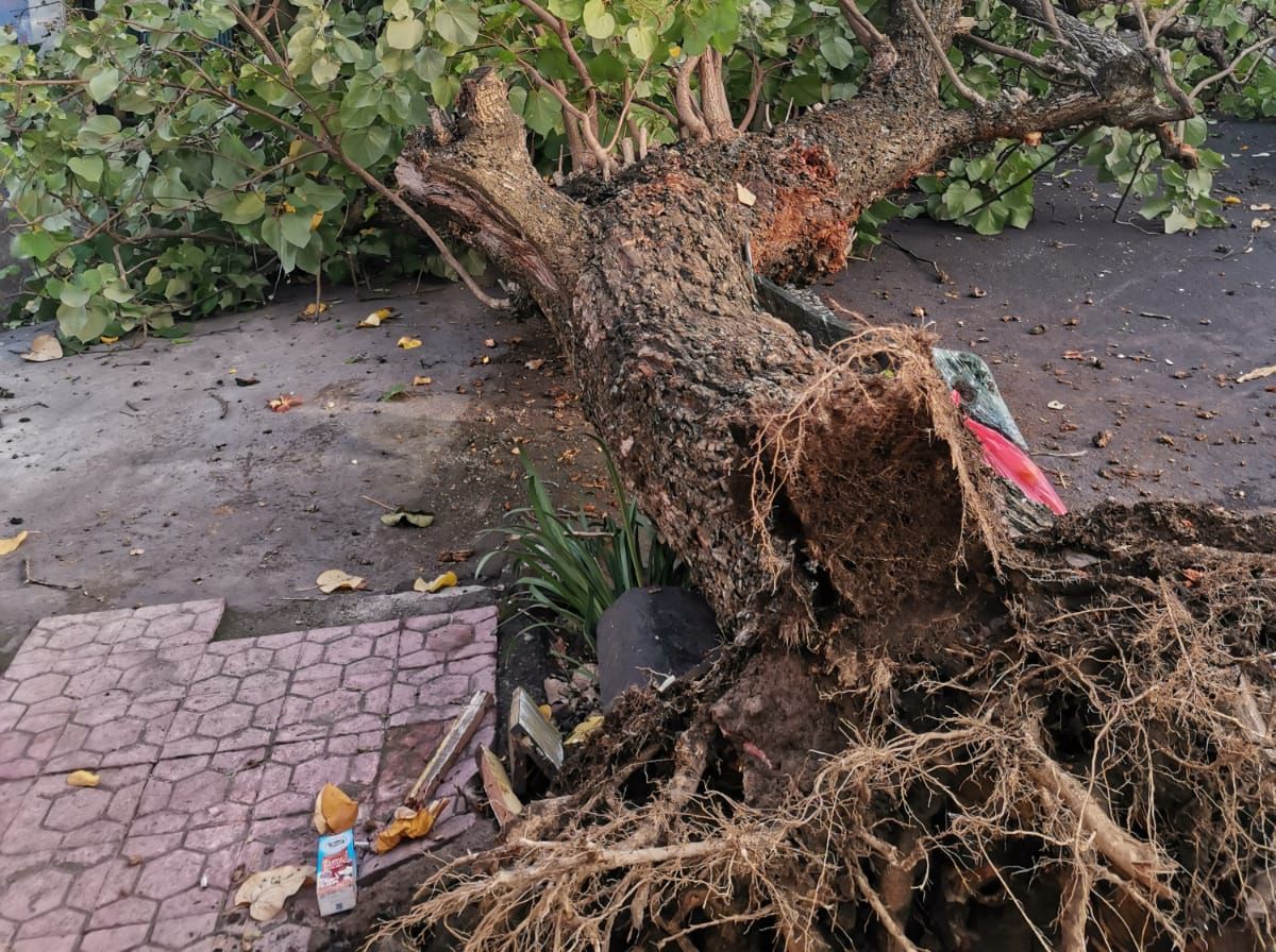 TUMBANG: Pohon waru di Jalan Raya Batubulan Banjar Telabah, Desa Batubulan, Sukawati, tumbang pada Sabtu (20/1) pagi. (IST)