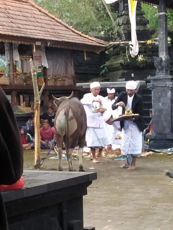 Upacara Ngusaba Dalem di Pura Dalem Desa Adat Bantang, Kecamatan Kintamani