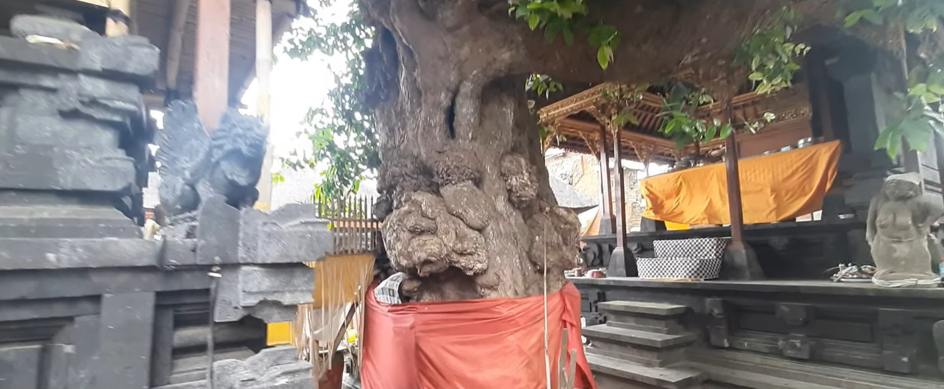 Pohon Kampuak yang diyakini berasal dari tongkat  Dang Hyang Nirartha