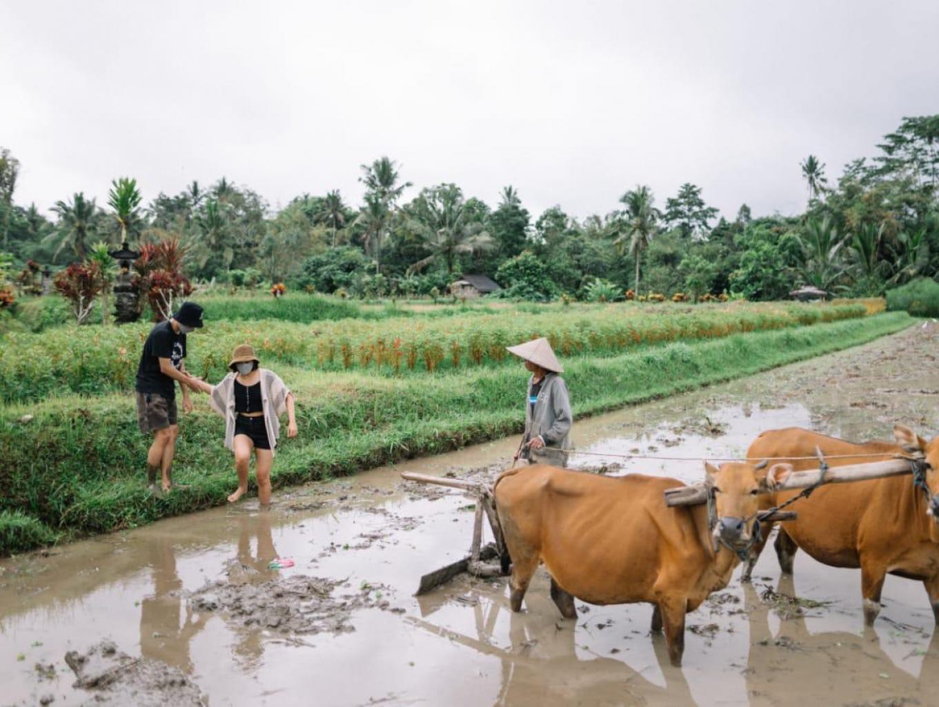 Wisatawan ikut merasakan sensasi membajak sawah menggunakan sapi di Desa Wisata Pinge, Desa Baru, Kecamatan Marga, Tabanan, Bali.