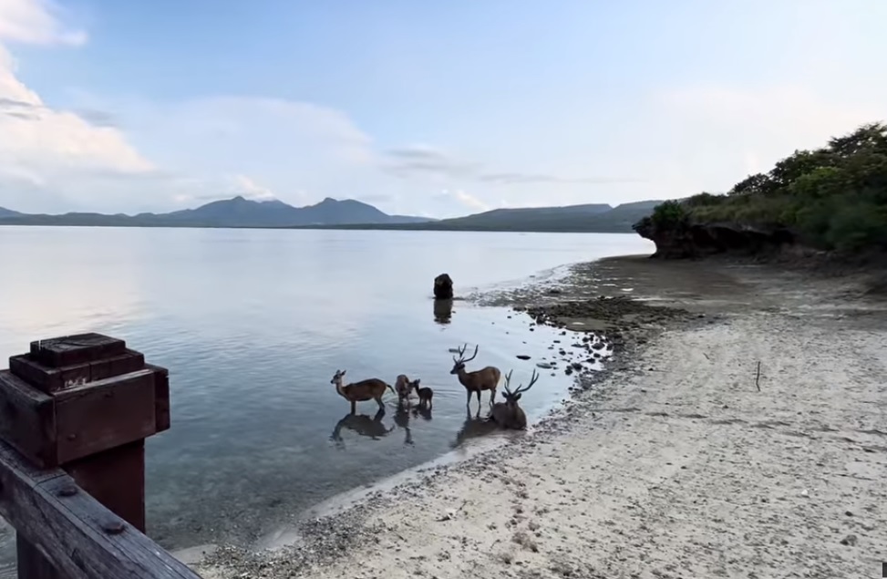 Pulau Menjangan juga jadi habitat rusa. Keindahan bawah lautnya sangat menggoda