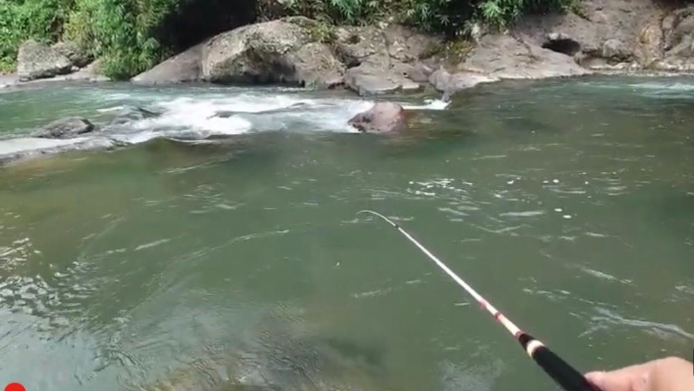 MANCING WADER: Pemancing di Bali miliki ramuan jitu untuk mancing ikan wader di sungai, cukup dengan serutan kelapa muda.