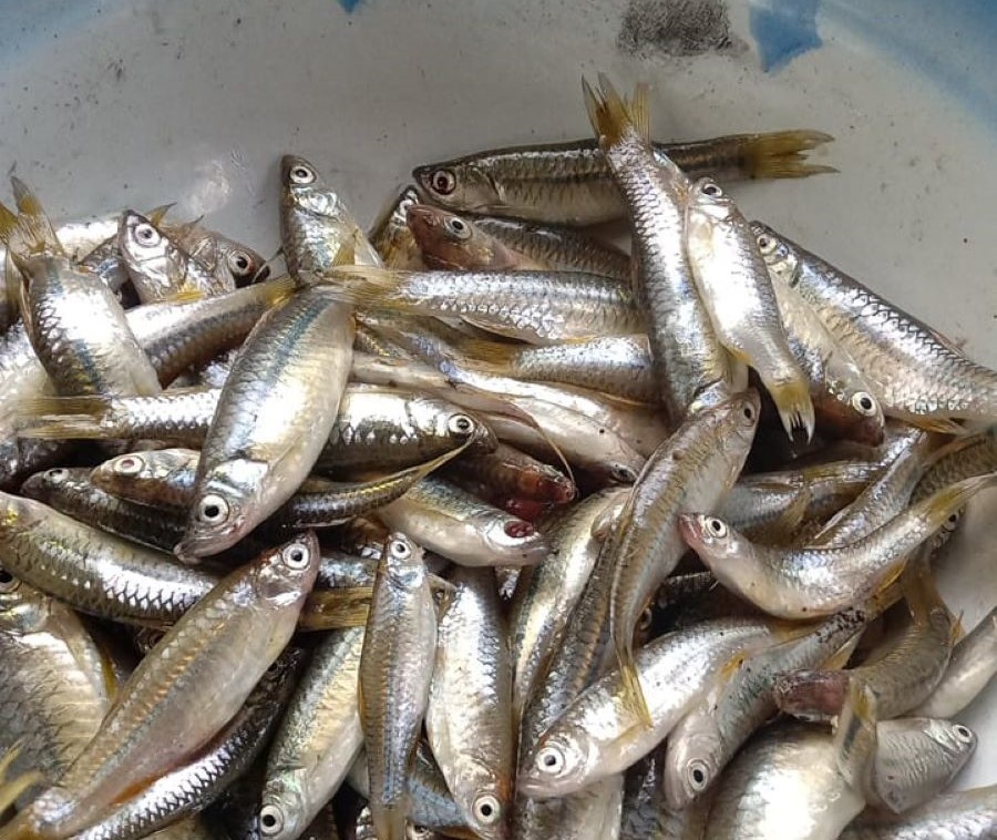 KECIL KECIL BIKIN PUAS: Ada beberapa tips untuk dijadikan referensi agar memancing Ikan Wader bisa berhasil memuaskan.
