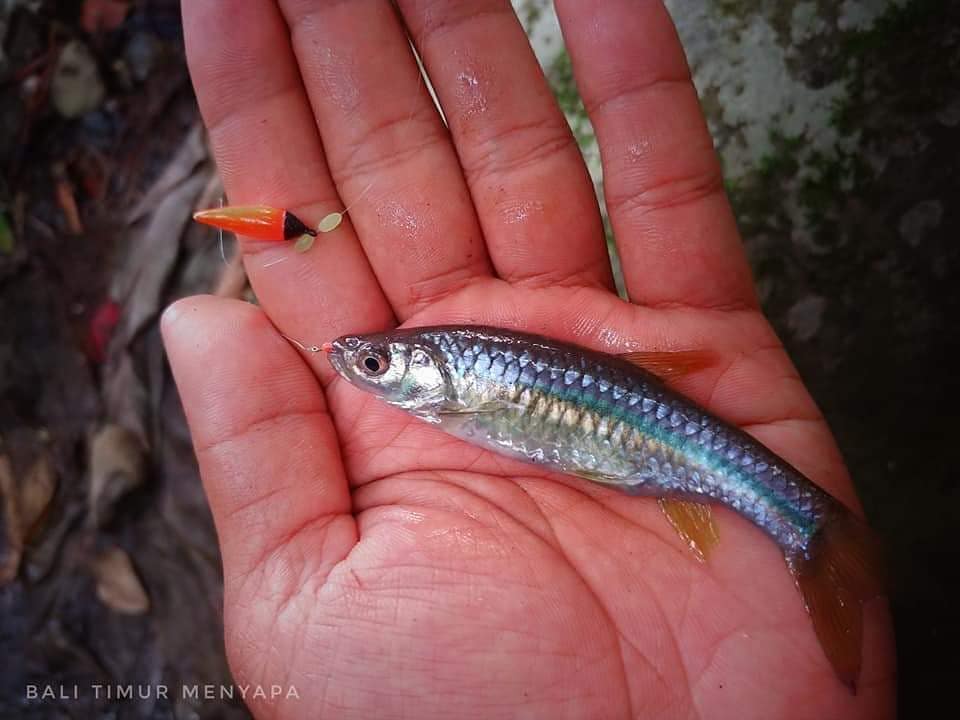 Wader pari atau nyalian buluh ini doyan dengan umpan kelapa muda.