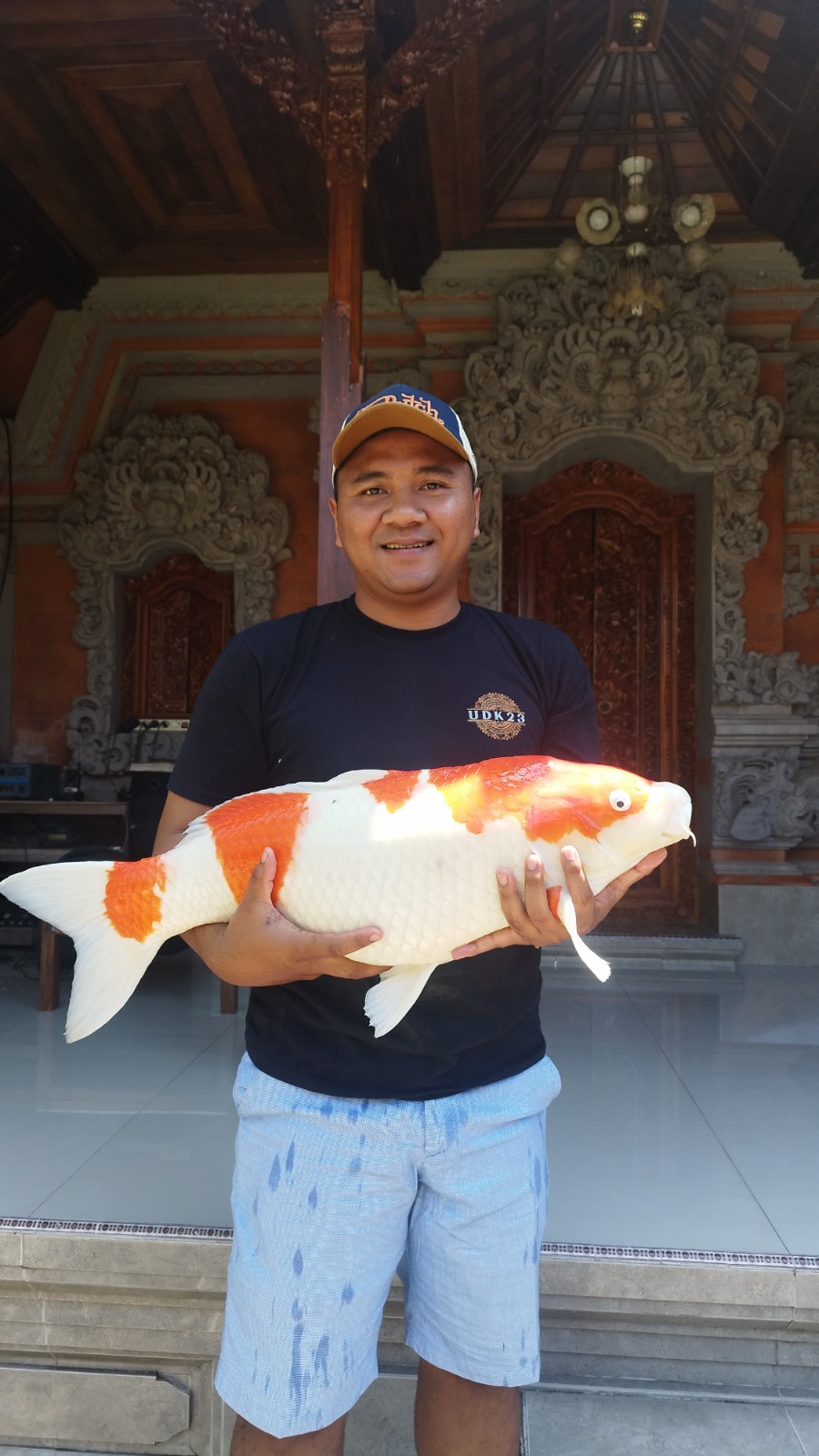 Nyoman Ariyoga menunjukkan ikan Koi jenis Kohaku yang ukurannya big size dan dijadikan indukan