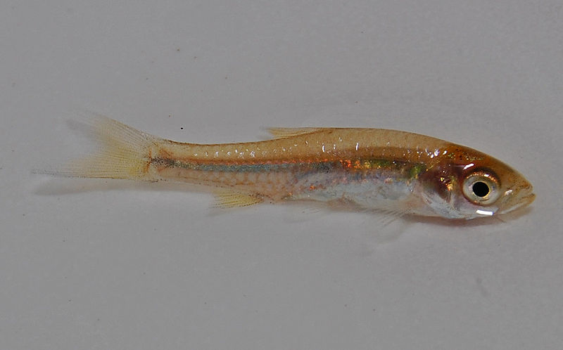 Ikan wader Bali atau Rasbora baliensis