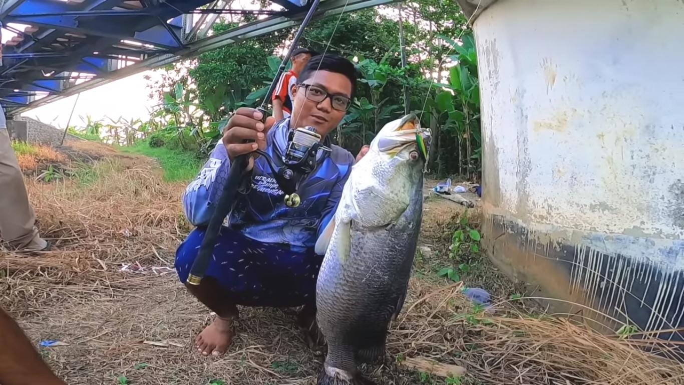 Hendra Angler strike ikan Barramundi senilai jutaan di hulu Sungai Spait, Pekalongan, Jawa Tengah.