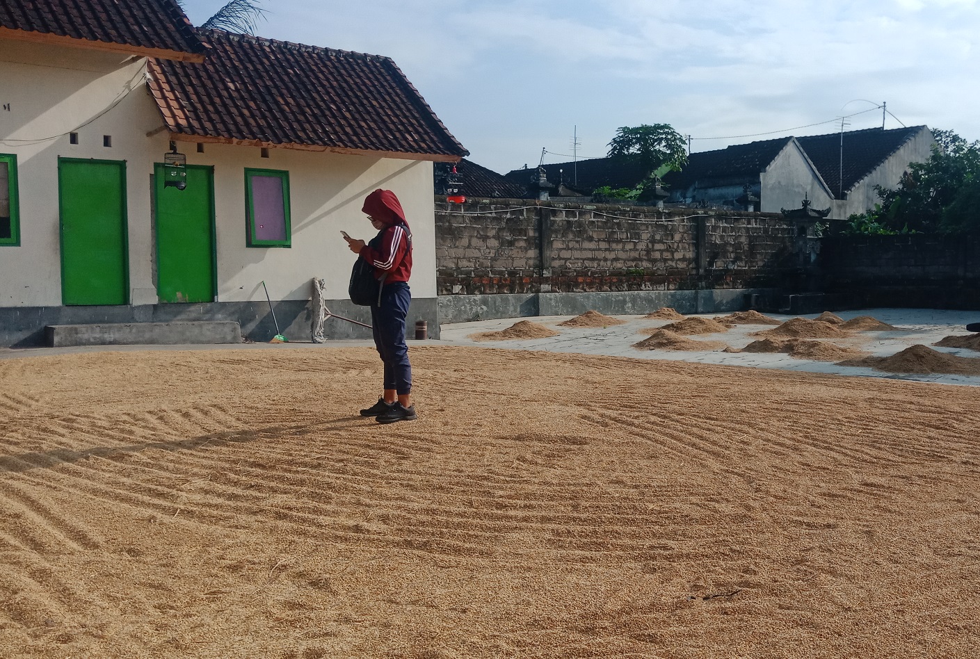 Gabar sedang dijemur di tempat penggilingan padi di Tabanan.