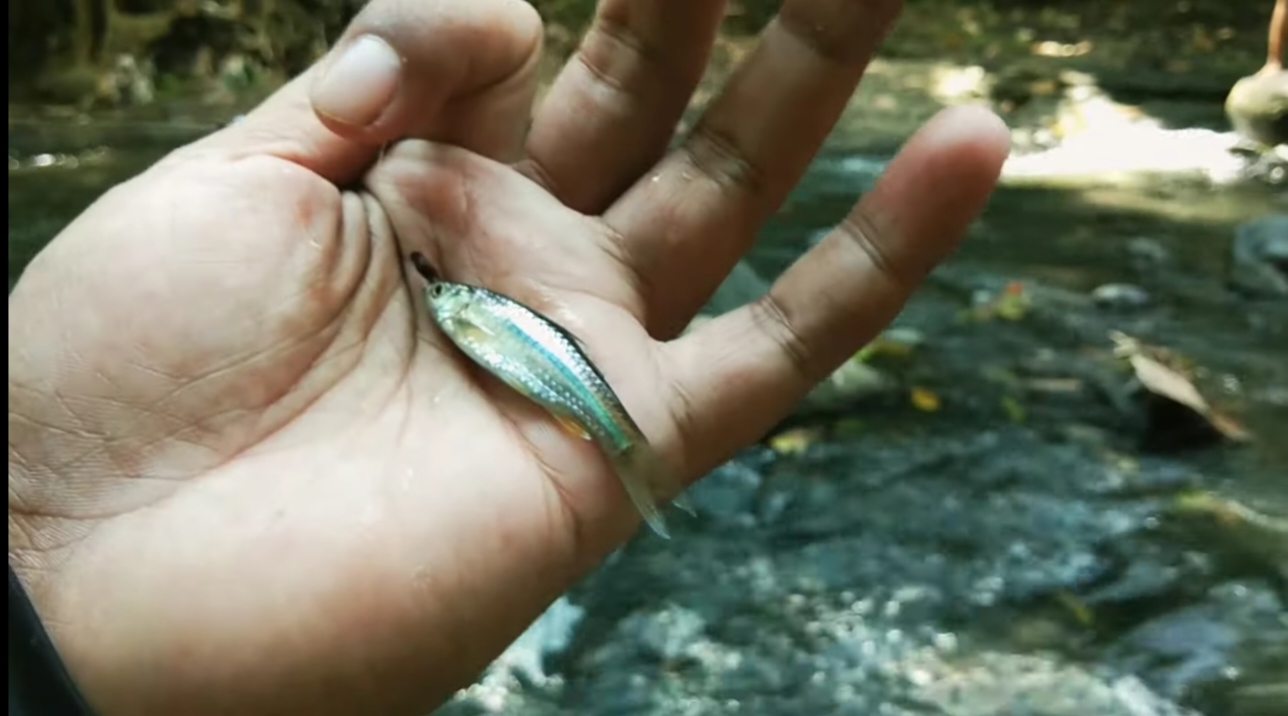 Ilustrasi ikan wader kena pancing.