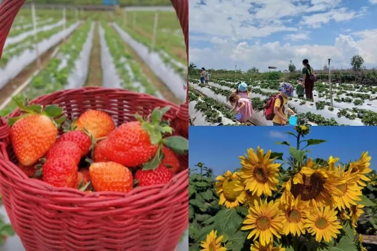 La Fresa Kintamani menjadi tempat petik strawberry Jepang di Bali