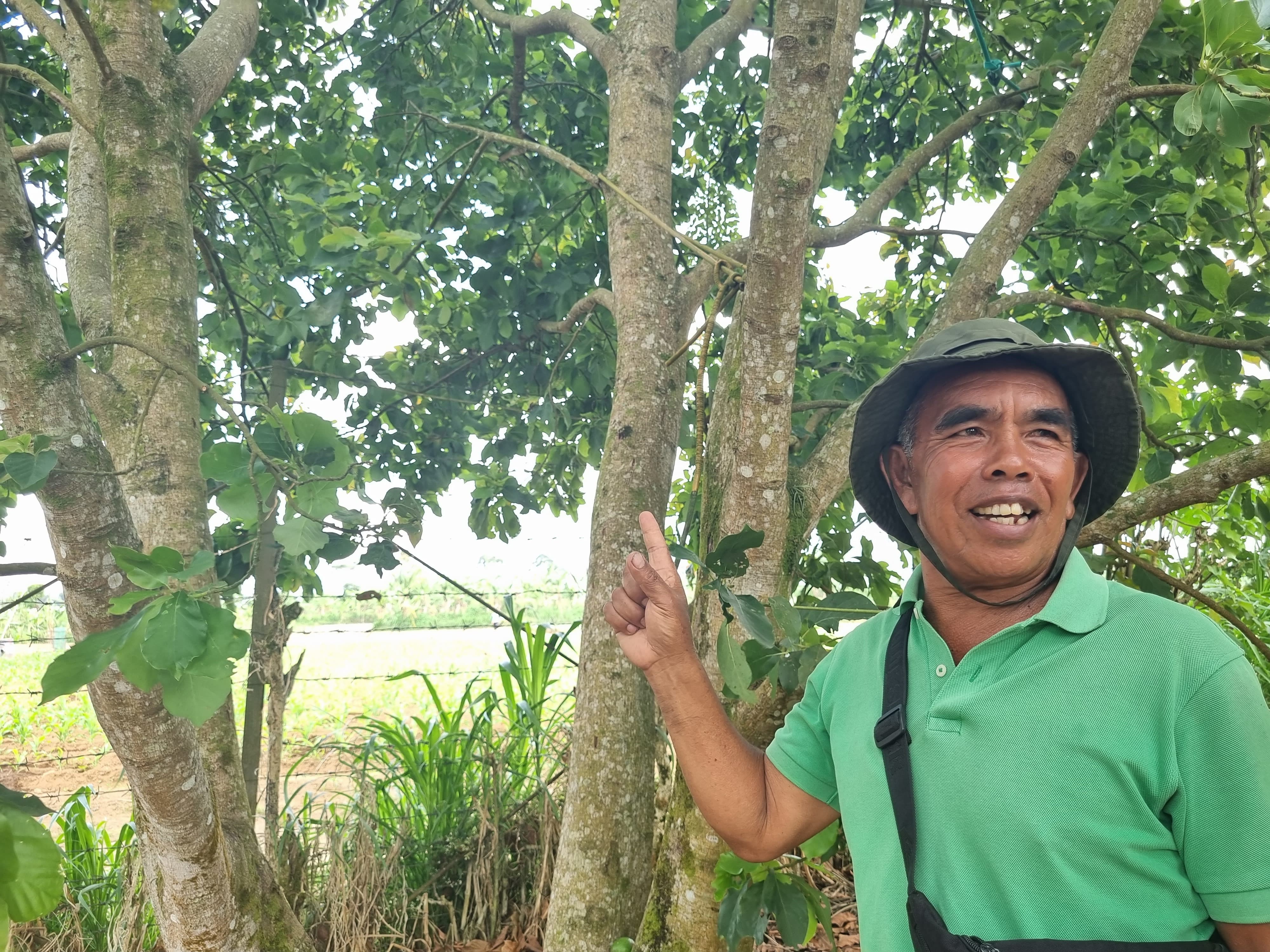 Petani alpukat Made Estra asal Buleleng bisa meraup banyak keuntungan.