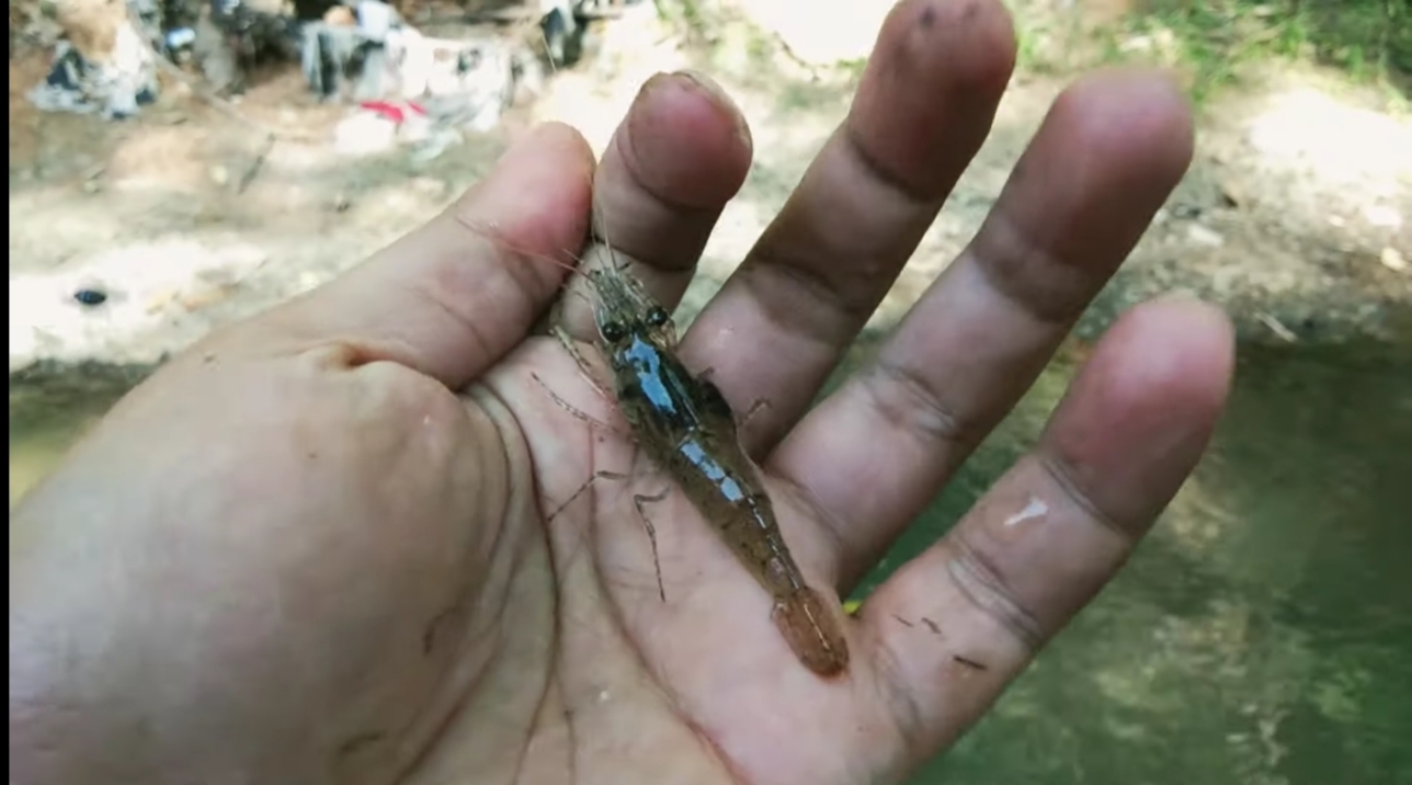Cara memancing udang di sungai dengan  umpan racikan.