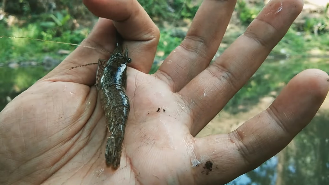 Udang tangkapan di sungai di Bali bisa menggunakan pemikatd dari kelapa busuk.