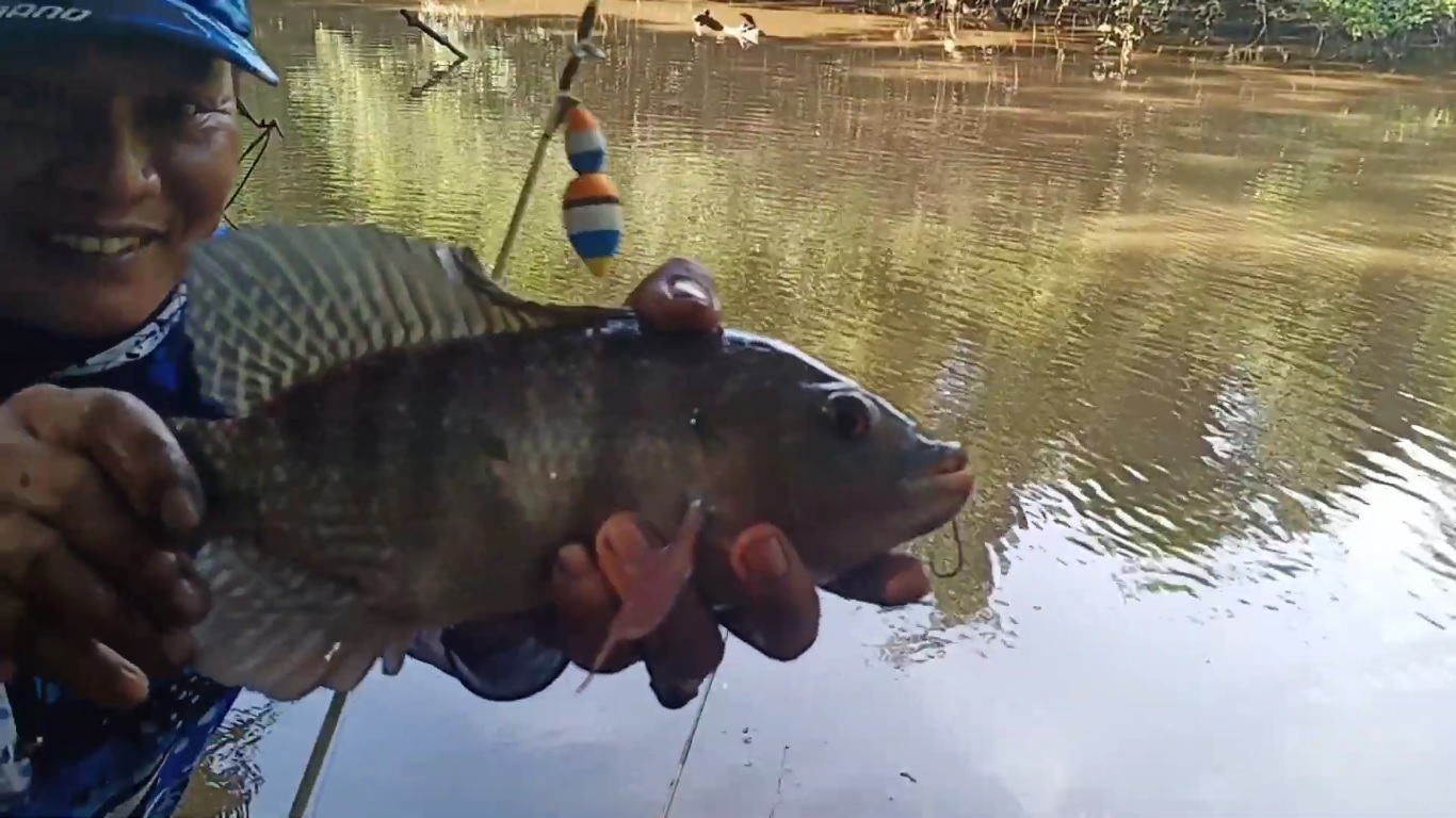 Ikan nila berhasil kena pancing menggunakan umpan lumut yang dicampuri garam.