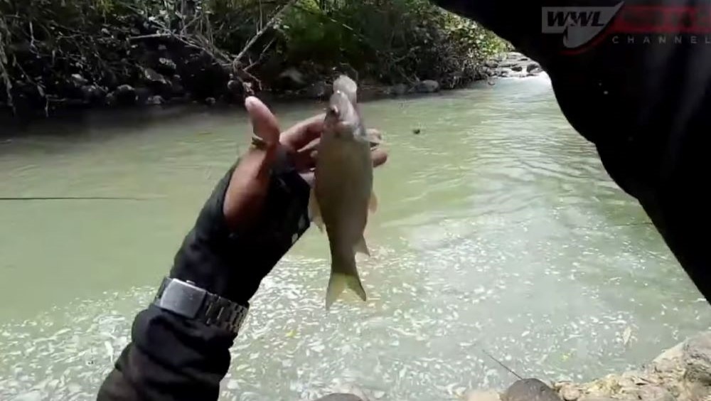 UMPAN TEMPE: Mancing ikan Nilem gak musti pakai cacing, pemancing di Bali lebih akrab menggunakan umpan tempe.