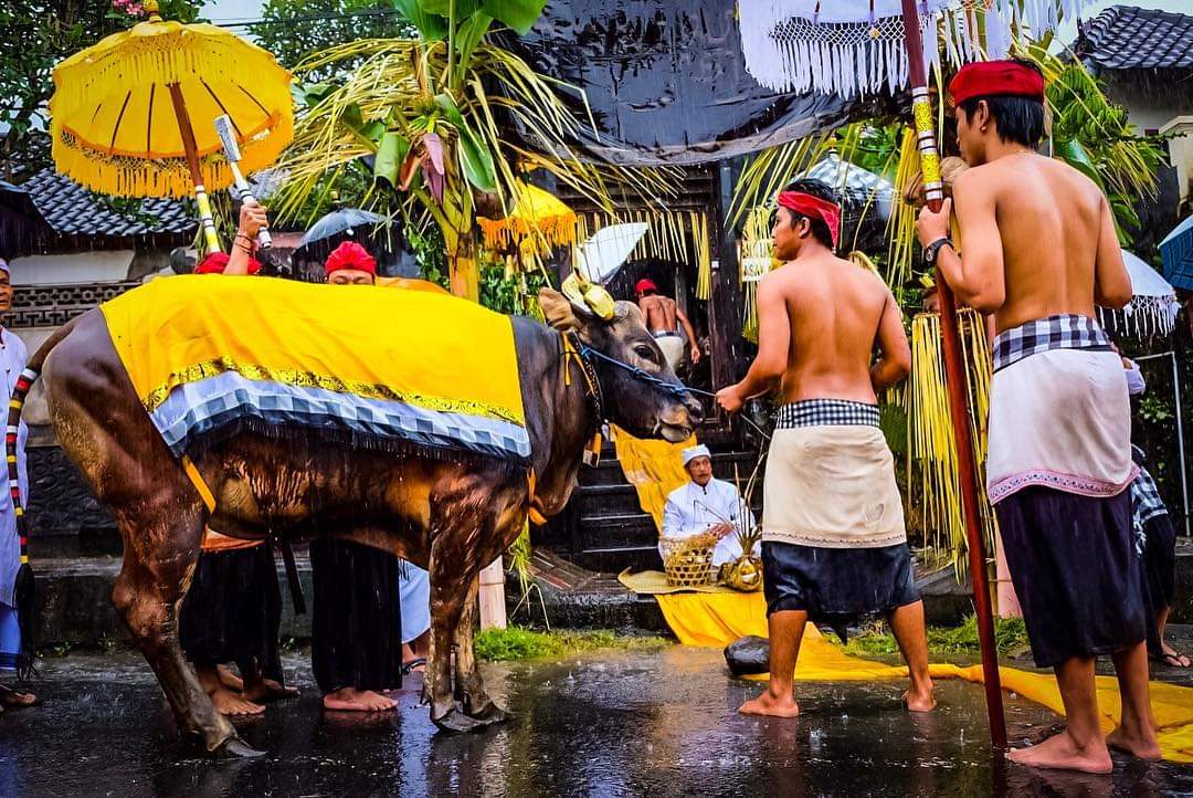 Tradisi Nyepeg Sampi di Desa Adat Asak, Desa Pertima, Kecamatan/Kabupaten Karangasem