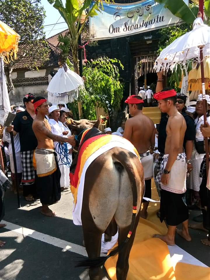 Tradisi Nyepeg Sampi di Desa Adat Asak, Desa Pertima, Kecamatan/Kabupaten Karangasem