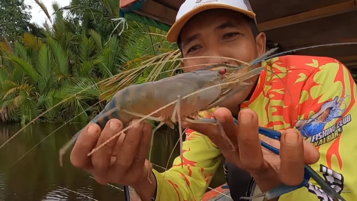 Udang galah babon dari mancing di Sungai Seponti, Kayong Utara, Kalimantan Barat