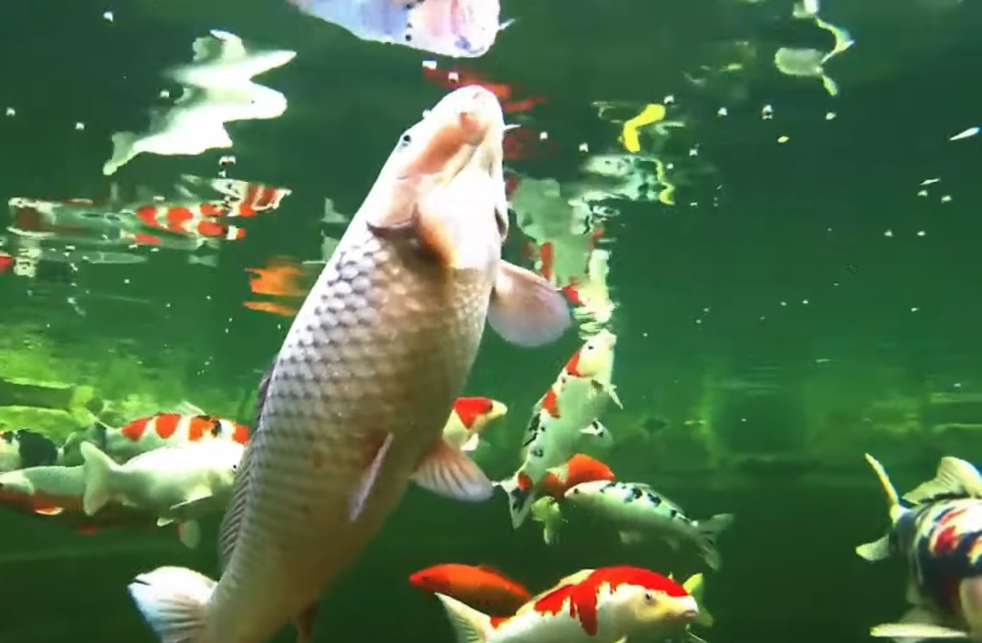 Umpan alami ikan mas paling ampuh, tidak perlu pelet.