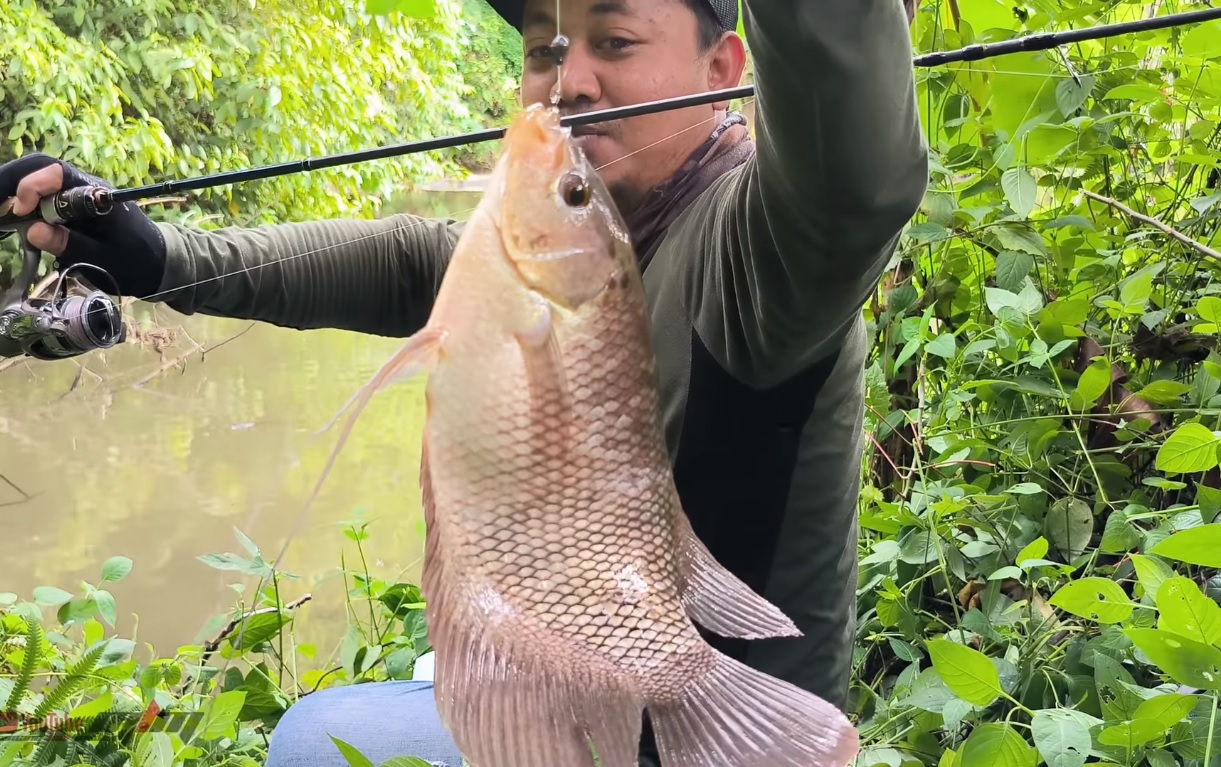 Salah satu pemancing mendapat ikan gurami. Umpan gurami tidak harus pakai pelet, bisa dari umpan alami