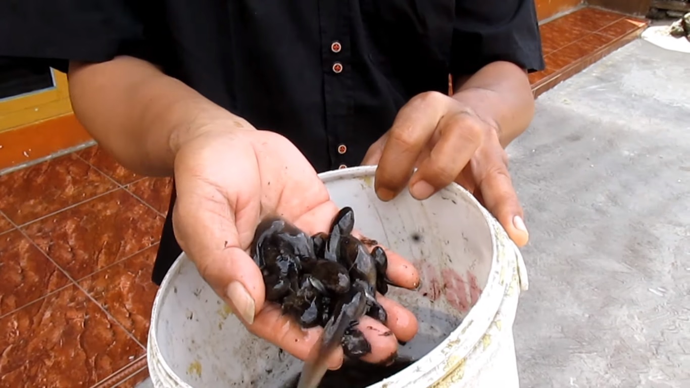 Kecebong sebagai umpan untuk mancing ikan lele.