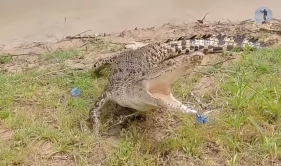 Mancing ikan toman dapat buaya di Danau Batong Brunei Darussalam.