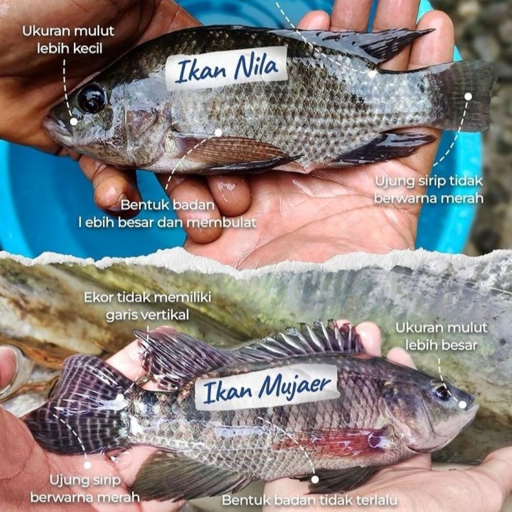NILA VS MUJAIR: Perbedaan dan ciri-ciri Ikan Nila dan Ikan Mujair.