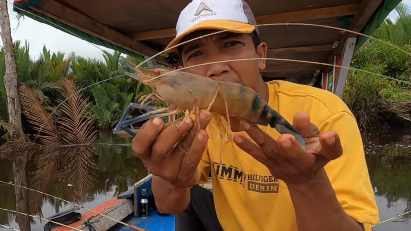 Angler Kayong mendapat udang galah babon saat mancing di Sungai Seponti, Kayong Utara, Kalbar