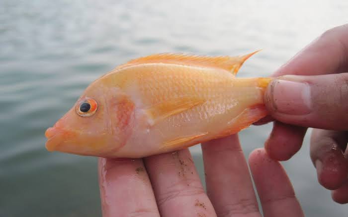 Ikan red devil dianggap hama di Indonesia dan mengancam biota perikanan air tawar.