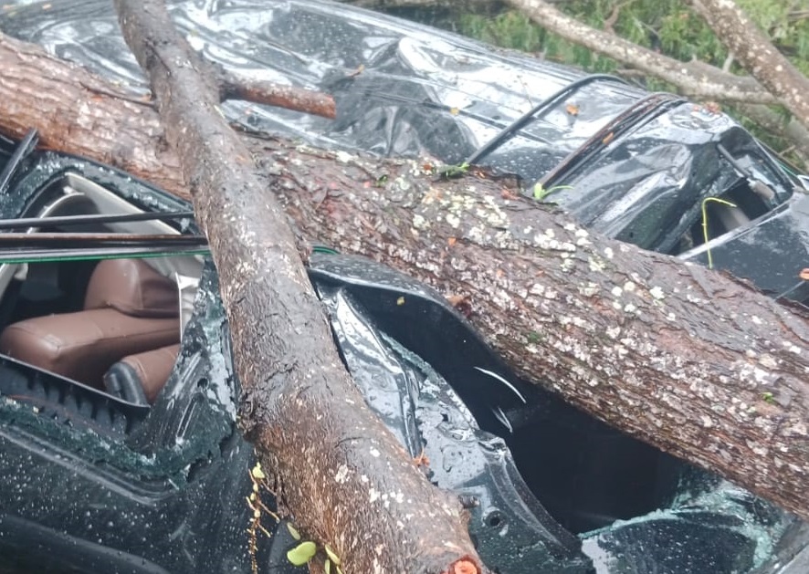 Mobil tertimpa pohon di Bukit Jambul, Karangasem.