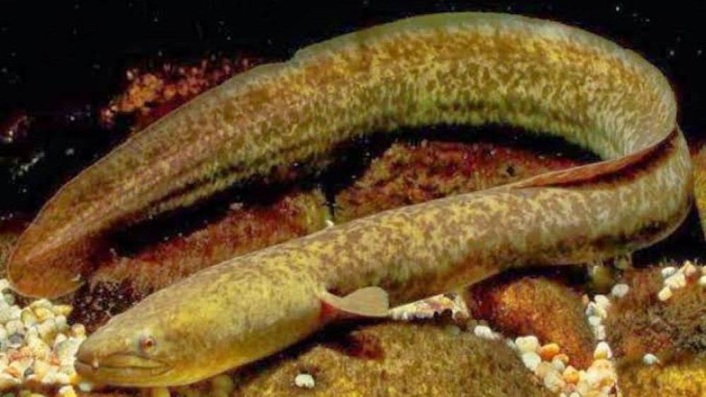 SETARA SALMON: Ikan Sidat ternyata kaya akan kandungan gizi yang bermanfaat bagi tubuh.