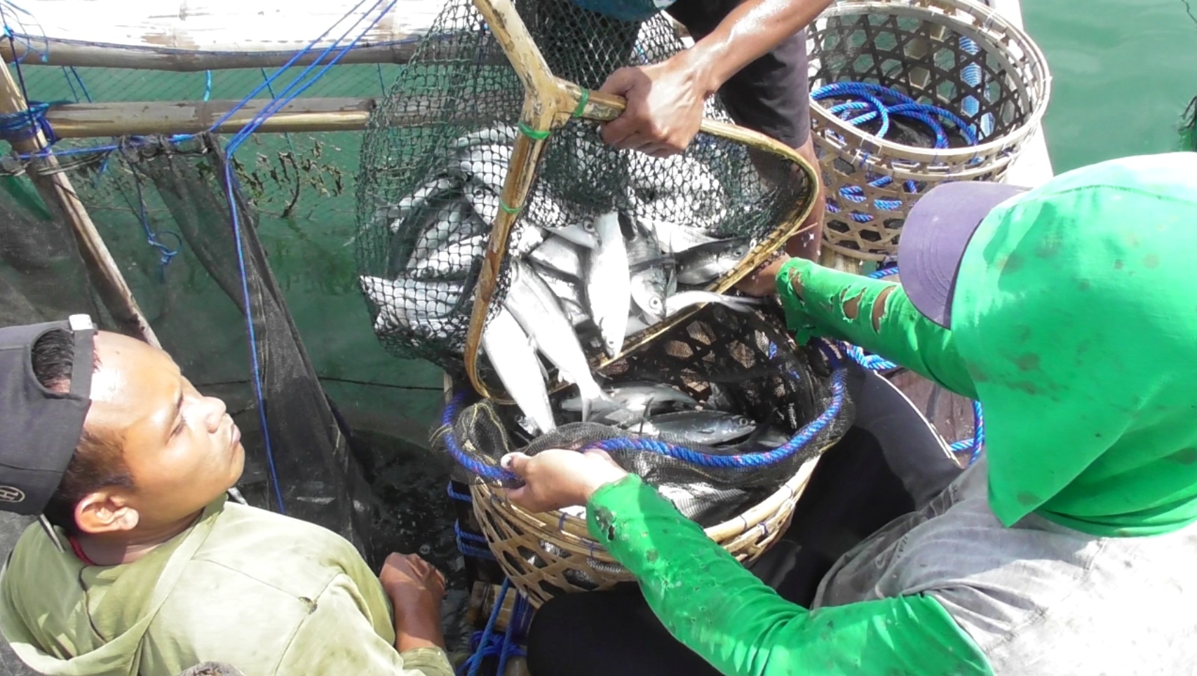 Bandeng hasil budidaya di Keramba Tancap Laut, Desa Patas, Kecamatan Gerokgak, Buleleng, Bali