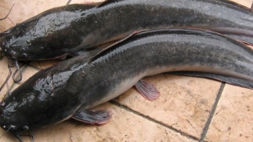 LELE: Sungai Yeh Nu di Penebel, Tabanan yang dikenal angker banyak dihuni ikan jenis lele berukuran jumbo.