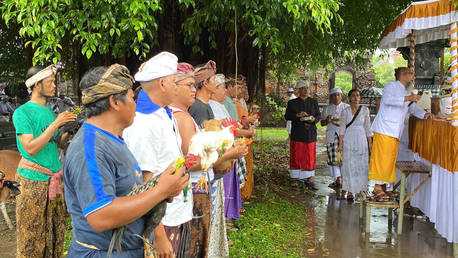 Proses Mapepada di Desa Adat Buleleng terhadap hewan yang akan dijadikan caru pada Tawur Agung Kesanga jelang Hari Raya Nyepi Saka 1946.