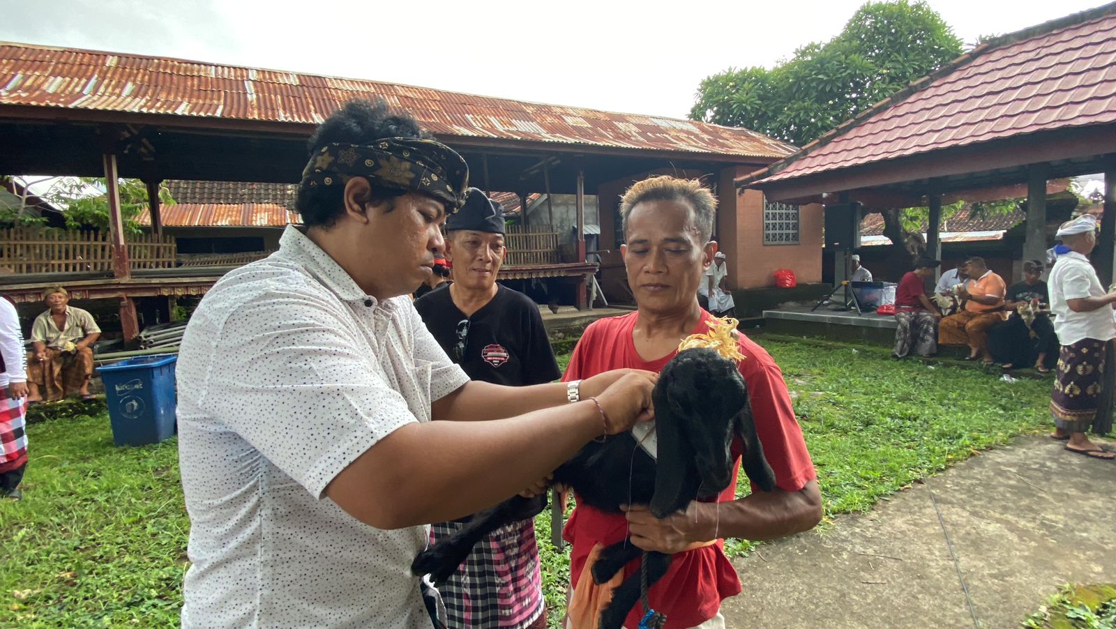 Hewan kambing sebagai Suku Pat yang akan diolah menjadi wewalungan dalam pecaruan